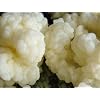 Milk Kefir Grains