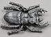 Large Giant Beetle Pewter Belt Buckle