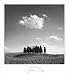 Cypress Trees Art Print Poster By Jean Miele, 27.5 " x 30 "