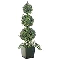 Triple Ball-Shaped Grape Ivy in Wooden Box - 53"