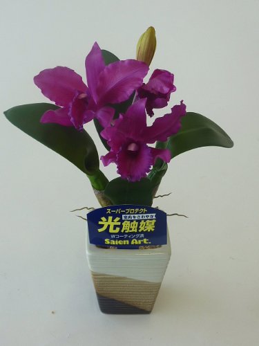 カトレヤ パープル Sサイズ 1本 光触媒造花の国内生産品 24時間効果持続のダブルコーティング 