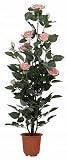 f-Deco���[�Y�E���G�}���H����90cm�s���N