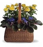 Best Price Birthday Flowers - Anniversary - Garden To Go Basket - Roses, African Violets - Purple, Yellow,