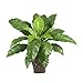 Birdsnest Fern w/Wicker Basket