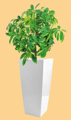 Blumenkübel Pflanzkübel Pflanzgefäße