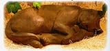 Hand Cast Stone SLEEPING Kitten CAT Garden SCULPTURE Feline KITTY Cement Statue