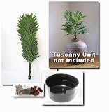 Tuscany Accessory Kit w/Phoenix Palm