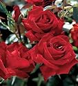 Beloved Hybrid Tea Rose