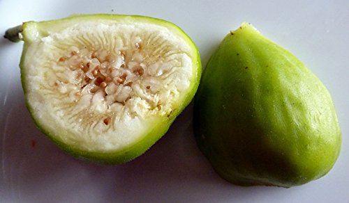 Lemon Italian Honey Fig Plant - Lattarula - 4