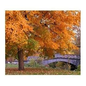 Fall and Bridge Photographic Poster Print by Anna Maria Miller, 20x16