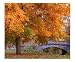 Search : Fall and Bridge Photographic Poster Print by Anna Maria Miller, 24x20