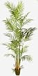 12' Butterfly Silk Palm Tree