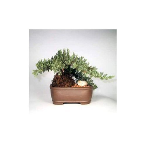 SKG INC.'s JUNIPER BONSAI TREE