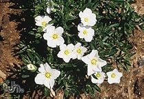Sandwort Perennial 25 Plants