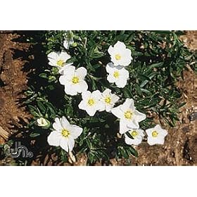 Sandwort Perennial 25 Plants - Arenaria montana