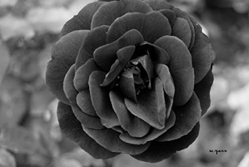 Generic Black and White Flower Canvas Wall Art