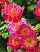 Tiddly Winks (Rosa Miniature) - Bare Root Rose