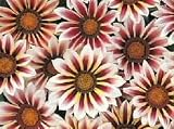 Gazania Daybreak Rose Stripe 20 Seeds - FREE SHIPPING ON ADDITIONAL HIRTS SEEDS ORDERED & PAID WITH ONE PAYMENT!
