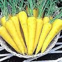 Solar Yellow Carrot - 150 Seeds