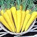 Solar Yellow Carrot - 150 Seeds