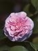 Close-Up of a Japanese Camellia Flower (Camellia Japonica) Photographic Poster Print, 12x16