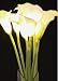 The Light Garden CLWT8 Lighted White Calla Lily with 8 Bulbs, 21-Inch Tall