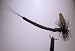 Black Gnat Extended Body Mayfly - Size 10 - Fishing Fly
