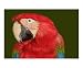 Tropical Beauty Animals Photographic Poster Print by Debbie Gray, 10x8 Image