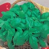 Outdoor Living : Thompson & Morgan Basil 'Genovese' SEEDS **Real Italian Seed**