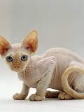 Domestic Cat, 16-Week, Red-Point Devon Si-Rex Photographic Poster Print by Jane Burton, 12x16