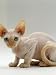 devon rex - Domestic Cat, 16-Week, Red-Point Devon Si-Rex Photographic Poster Print by Jane Burton, 12x16