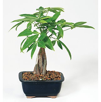 New Nearly Natural Money Tree Bonsai Beautiful Amazing Attractive Wonderful