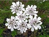 Eigenschaften tropical.garden  / Koriander - Coriandrum sativum 100K