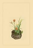 Daylily Miscanthus Japanese Glove Flower and Patria Scabiasaegolia 12x18 Giclee on canvas