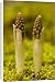 Canvas Prints of Birds nest orchid - young spikes emerging from Ardea Wildlife Pets