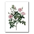 Rosa Pomponia - Gift Enclosure Cards (set of 12)