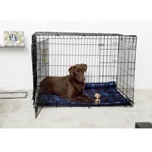 Midwest iCrate Single Door Folding Crate 30Lx19Wx21H dog kennel
