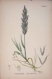 Plant Polypogon Littoralis Perennial Beard-Grass C187