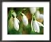 Galanthus (Sam Arnott), February Framed Art Poster Print by Mark Bolton, 22x18