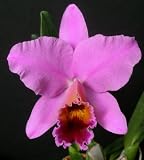 Blc Newberry Holiday Joy
