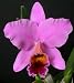 Blc Newberry Holiday Joy
