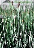 Prehistoric Horsetail Rush Plant - Equisetum-Very Hardy