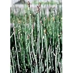 Prehistoric Horsetail Rush Plant - Equisetum-Very Hardy