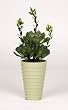 Artificial Echevaria Succulent in Ceramic