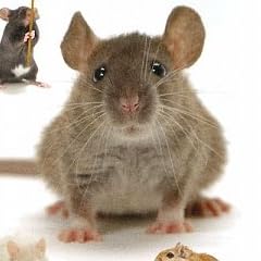 ザ・ネズミ―マウス・ラット・スナネズミ (ペット・ガイド・シリーズ)