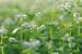 Buckwheat Flowers - 36