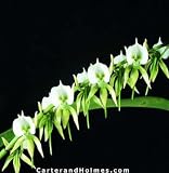 Angraecum eburneum v. brevicalcar