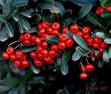 Dwarf Pyracantha Two Gallon Plant
