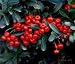 Dwarf Pyracantha Two Gallon Plant