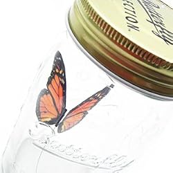 Butterfly in a Glass Jar - Monarch